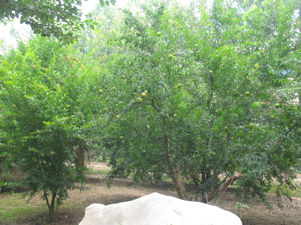 太極搪玻璃設備公司